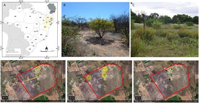 Range and trophic niche overlap of two sympatric species of floral oil collecting bees in a fragment of dry forest